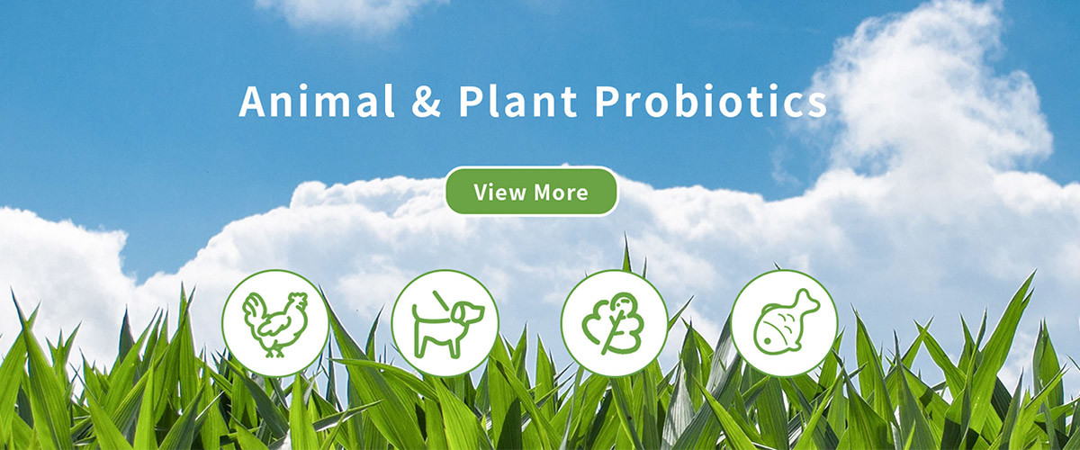 Qualität Textilenzym Fabrik