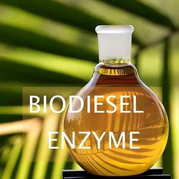 Ein guter Preis. Umesterungs-Reaktions-Lipase-Enzym für Biodiesel-Synthese Online
