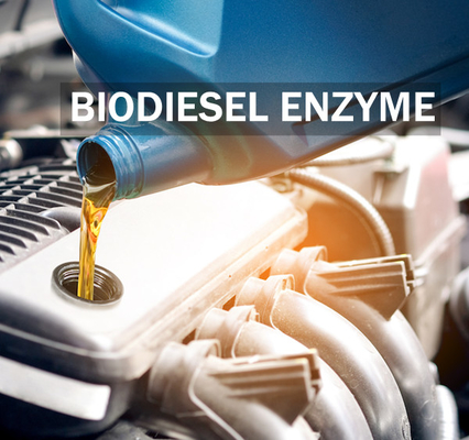 Ein guter Preis. Vergrößerung des Stabilitäts-Lipase-Enzyms für verbesserten Biodiesel-Ertrag und Qualität Online