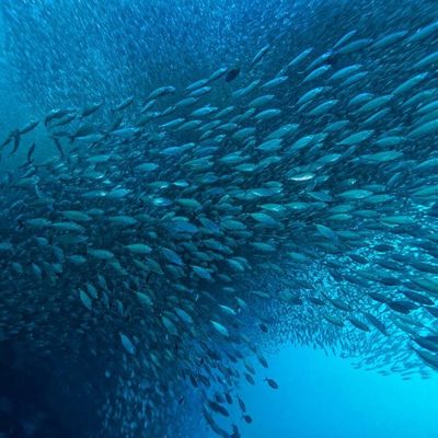 Ein guter Preis. Steigerung der Gewinnung von Meeresöl: Die Wirkung von Lipase in modernen Bioverarbeitungsverfahren Online