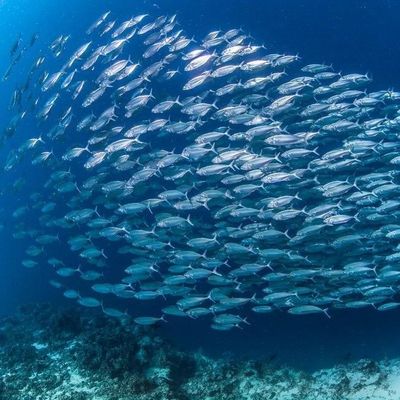 Ein guter Preis. Umweltfreundliche enzymatische Verarbeitung von Meeresöl: Immobilized Lipase Novozym 435 in der Biokatalyse Online