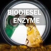 Ein guter Preis. MOQ 1 kg Umweltfreundlicher Biodiesel-Enzymprozess mit Verpackung 25 kg/Tasche Online