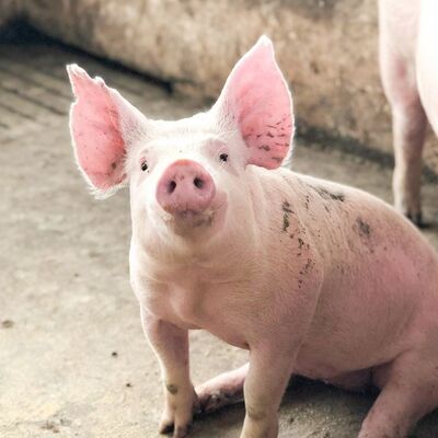 Ein guter Preis. Ph-Wert 8.0-9.0 Enzym zur Textilzerlegung, entwickelt für den Abbau von Fasern zur Unterstützung des Textilrecyclings und zur Minimierung von Abfällen Online